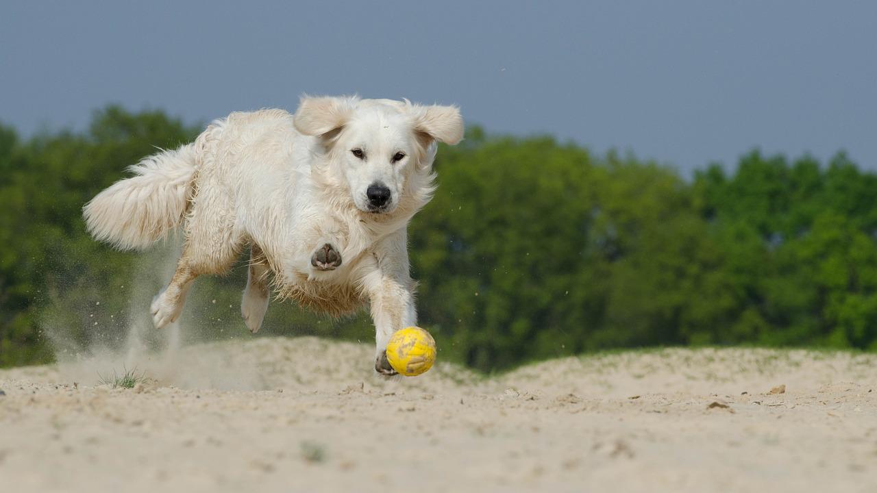 Hund rennt Ball hinterher