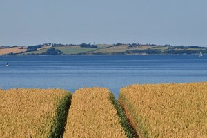 Kornfeld an der Förde