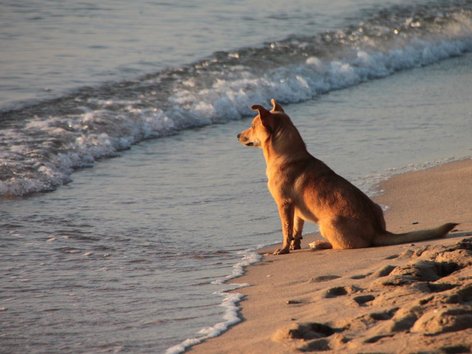 Hund schaut aufs Wasser