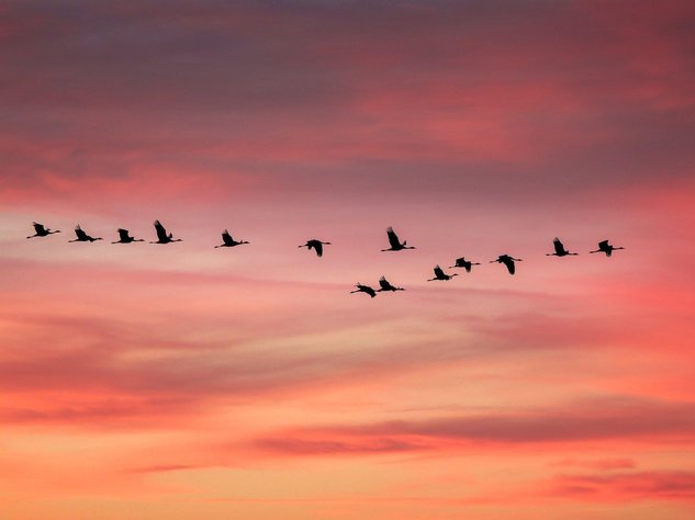 Vogelzug Geltinger Bucht