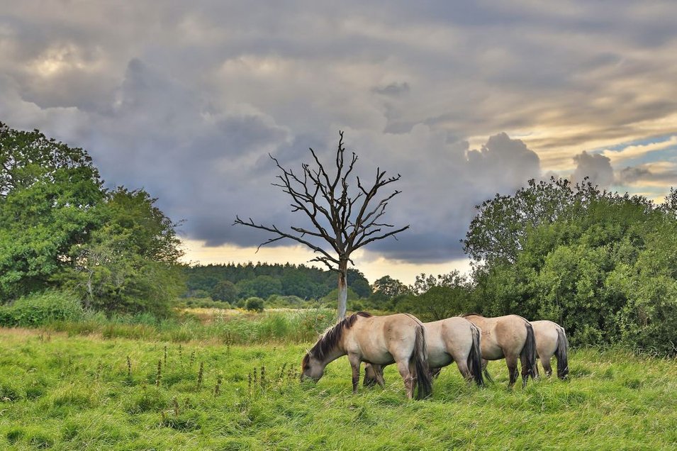 Wildpferde der Geltinger Birk