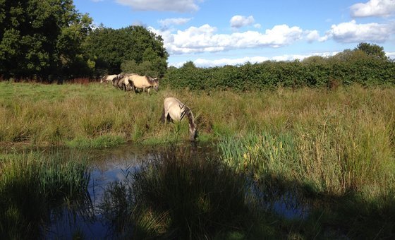 Wildpferde_an_der_Geltinger_Birk