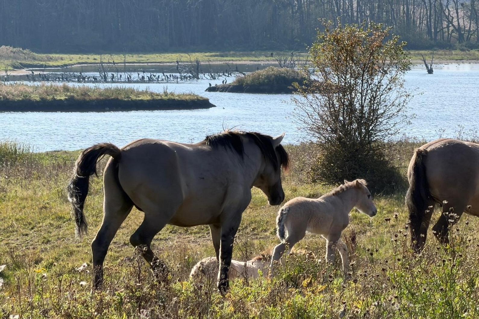 Wildfperde auf der Geltinger Birk
