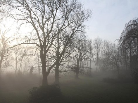 Nebel umhüllte Bäume