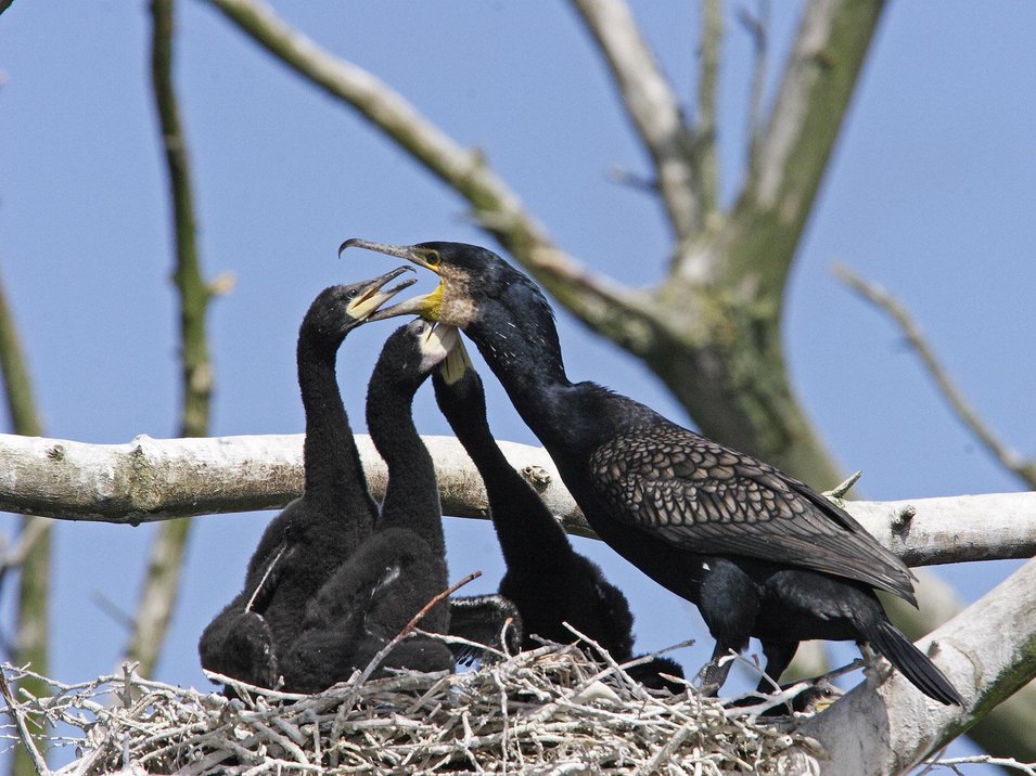 Kormorane im Nest