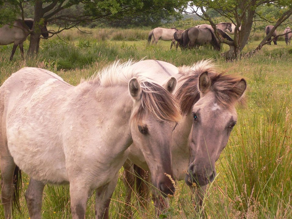 Wildpferde auf der Birk