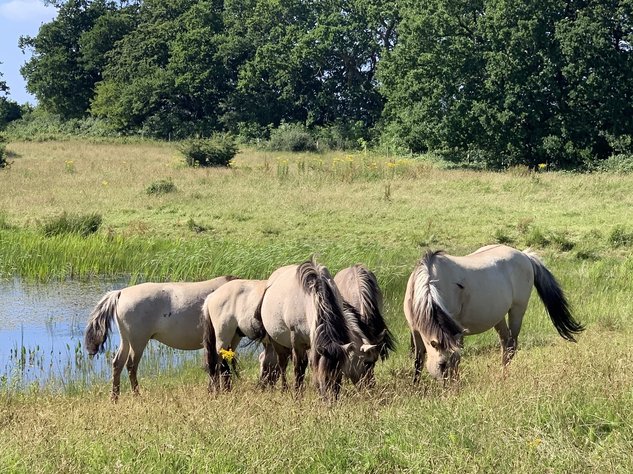 Wildpferde im Naturschutzgebiet Geltinger Birk