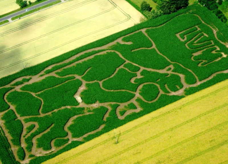 Labyrinth im Maisfeld