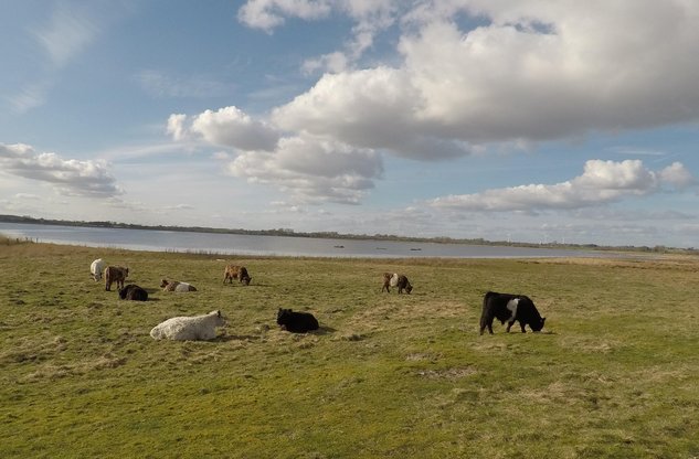 Kuhweide am Schwansener See im Herbst